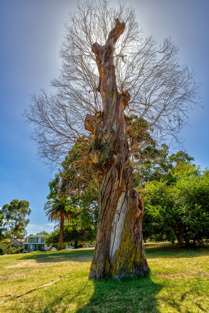 Tree stump by briaan