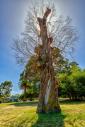 20th Mar 2023 - Tree stump