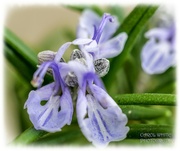 20th Mar 2023 - Rosemary For Remembrance