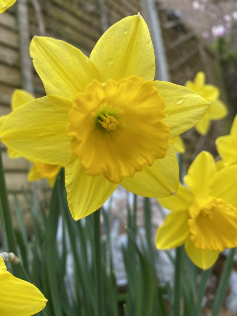 obligatory spring daffodils photo by cam365pix