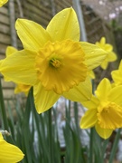 15th Mar 2023 - obligatory spring daffodils photo