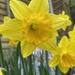 obligatory spring daffodils photo