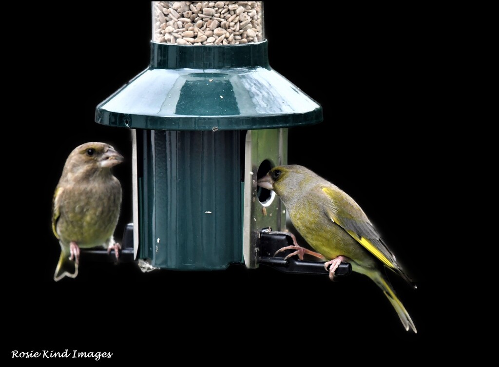 A visit from the greenfinches by rosiekind