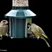 A visit from the greenfinches