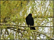 20th Mar 2023 - Bobbie Blackbird