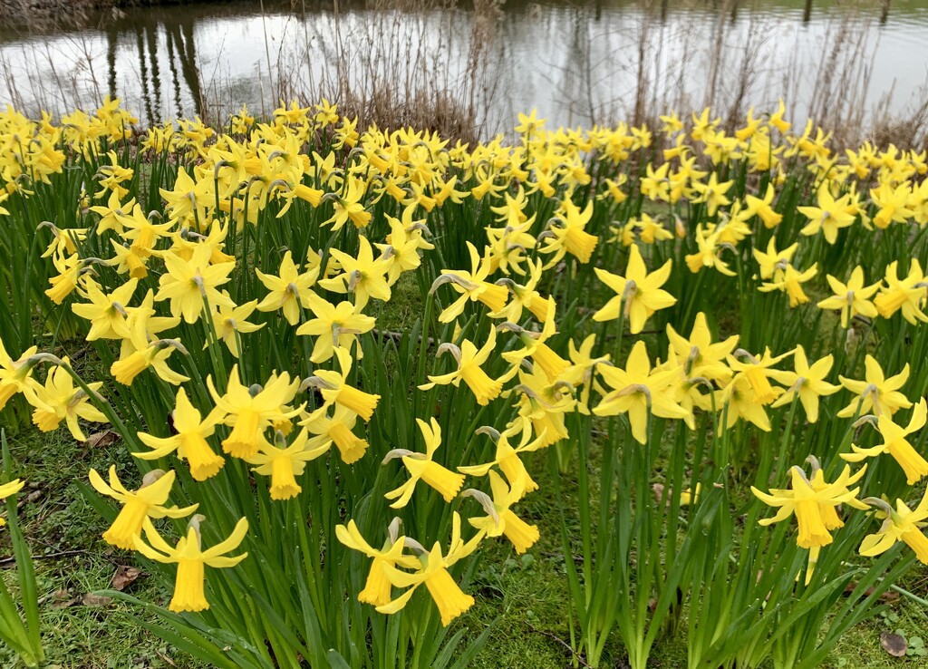 More Daffodils! by philm666