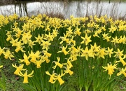 16th Mar 2023 - More Daffodils!