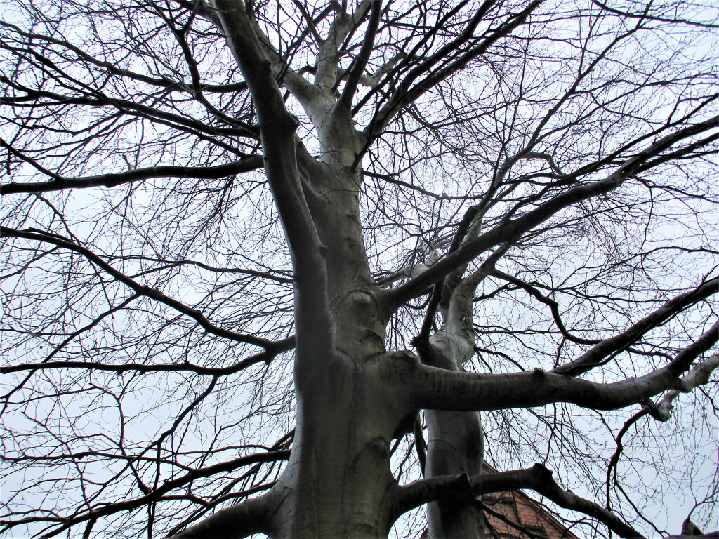 Beech tree in St, Charles Garden. by grace55