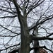Beech tree in St, Charles Garden. by grace55