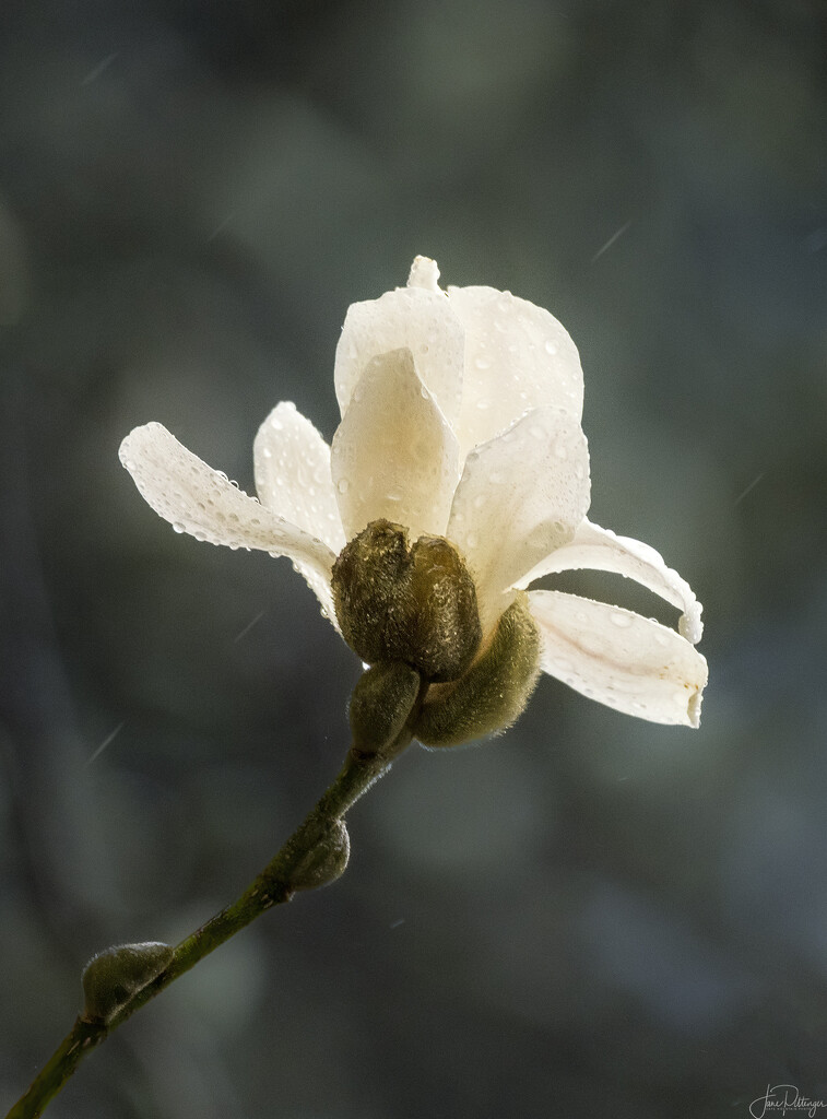 First Star Magnolia in the Rain  by jgpittenger