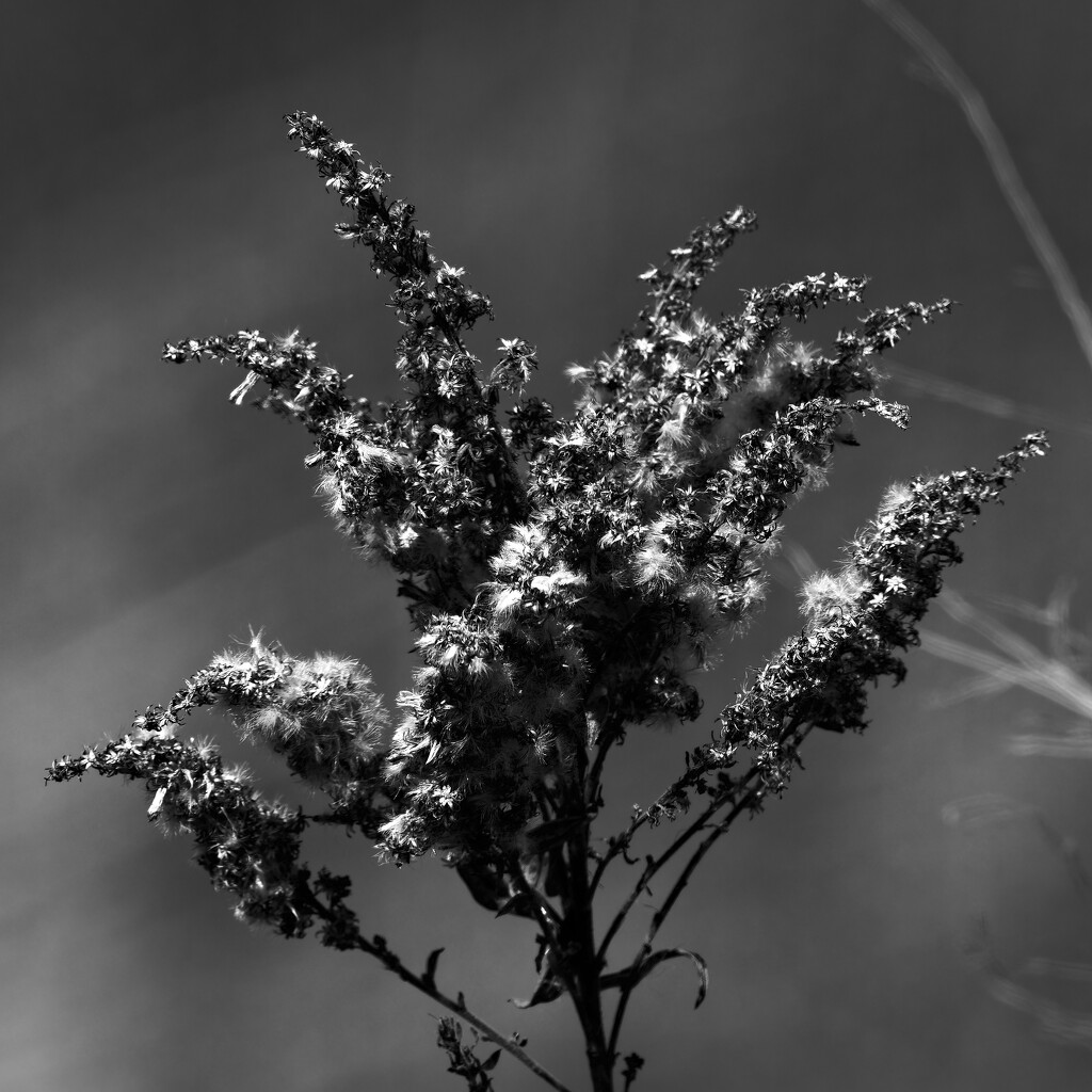 goldenrod in black and white by rminer