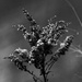 goldenrod in black and white