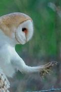 19th Mar 2023 - 2023-03-19 Barn Owl Claws