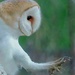 2023-03-19 Barn Owl Claws by padlock