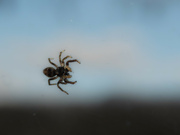 19th Mar 2023 - Spider on Window
