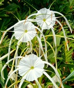21st Mar 2023 - Spider Lilies ~ 