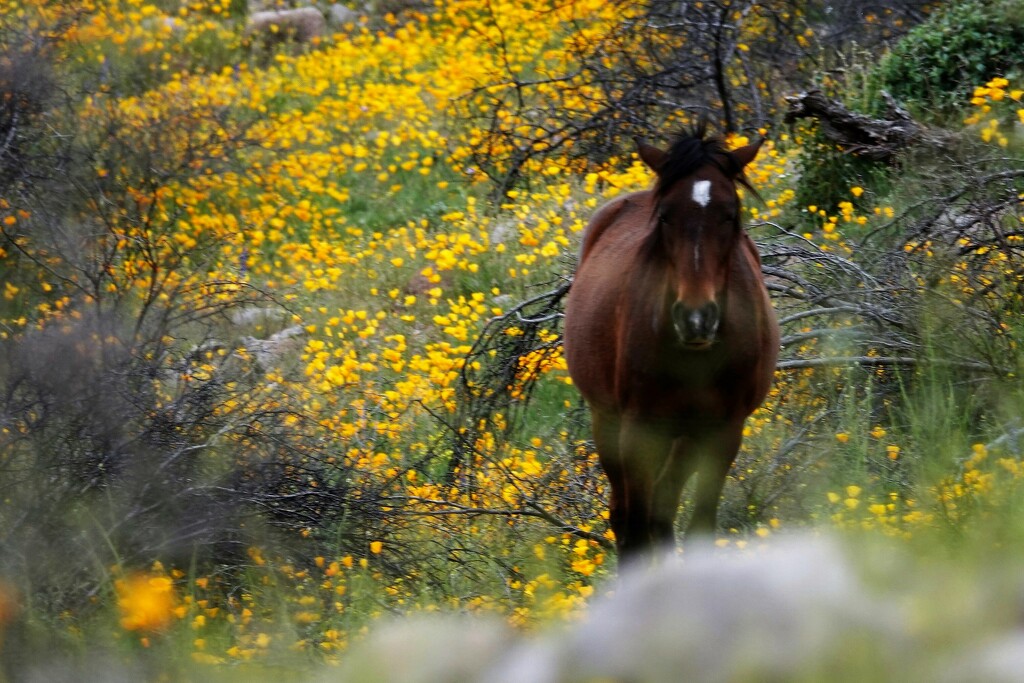 Closeup of wild horse and California poppies by sandlily