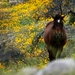 Closeup of wild horse and California poppies