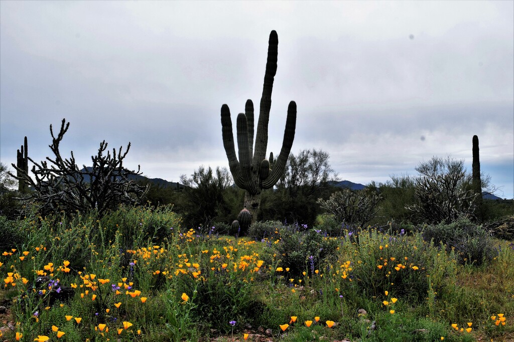 Saguaro and wildflowers by sandlily