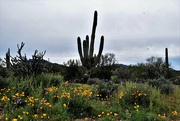 19th Mar 2023 - Saguaro and wildflowers