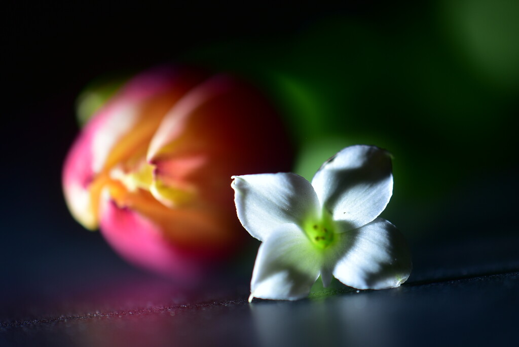 The Tulip & The Kalanchoe by jayberg