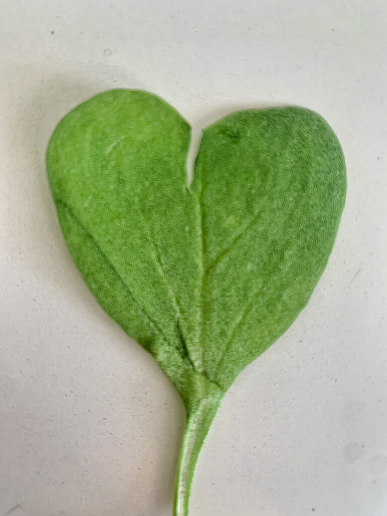 Radish leaf heart.  by cocobella