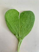 22nd Mar 2023 - Radish leaf heart. 