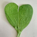 Radish leaf heart. 