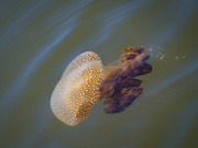 11th Mar 2023 - Brown jellyfish 