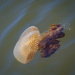 Brown jellyfish  by gosia