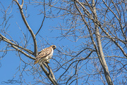 20th Mar 2023 - Red-tailed Hawk
