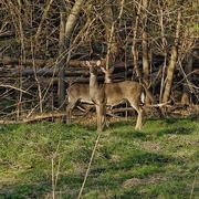 20th Mar 2023 - Dual Deer