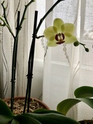 20th Mar 2023 - Orchid 