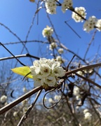 19th Mar 2023 - pear blossoms