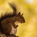 MR Squirrel, Posing for His Portrait Shot! by rickster549