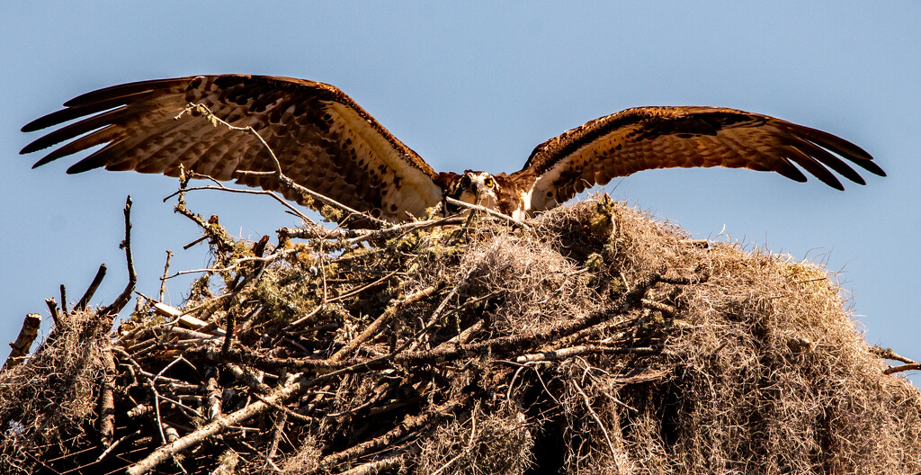 Mother Osprey, Coming Back Into the Nest! by rickster549