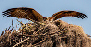 20th Mar 2023 - Mother Osprey, Coming Back Into the Nest!