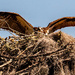 Mother Osprey, Coming Back Into the Nest!