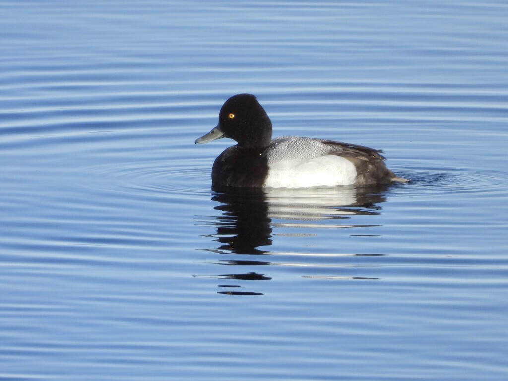 Lesser Scaup by amyk