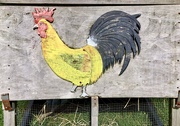 22nd Mar 2023 - ‘Lil yellow rooster