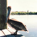 "Menacing Look" ~ Indian Shores, Florida, USA by robfalbo