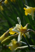 20th Mar 2023 - Daffodils