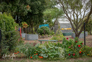 21st Mar 2023 - school garden