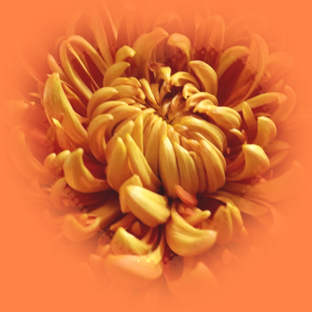 centred on an orange chrysanthemum by quietpurplehaze