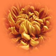 21st Mar 2023 - centred on an orange chrysanthemum
