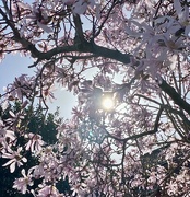 21st Mar 2023 - Celestial blossom