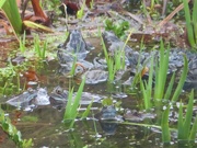 21st Mar 2023 - The frogs have arrived for their annual orgy!