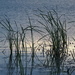 Reeds by Dawn