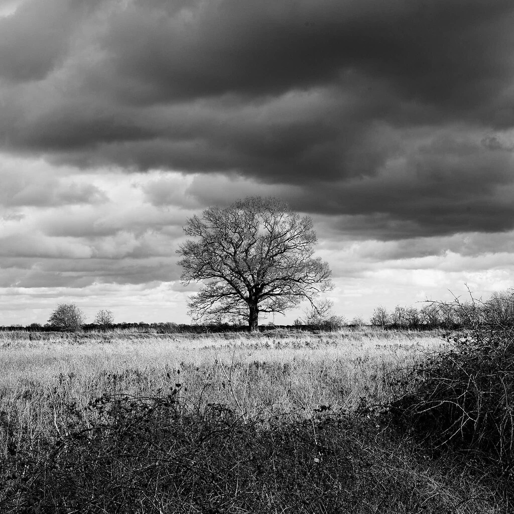Stormy Oak by onebyone
