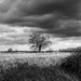 Stormy Oak
